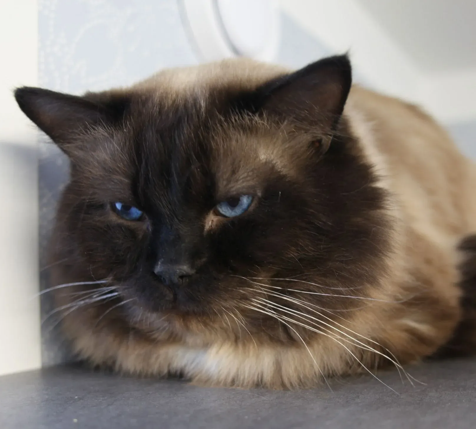 Katt som vilar i kattrummet