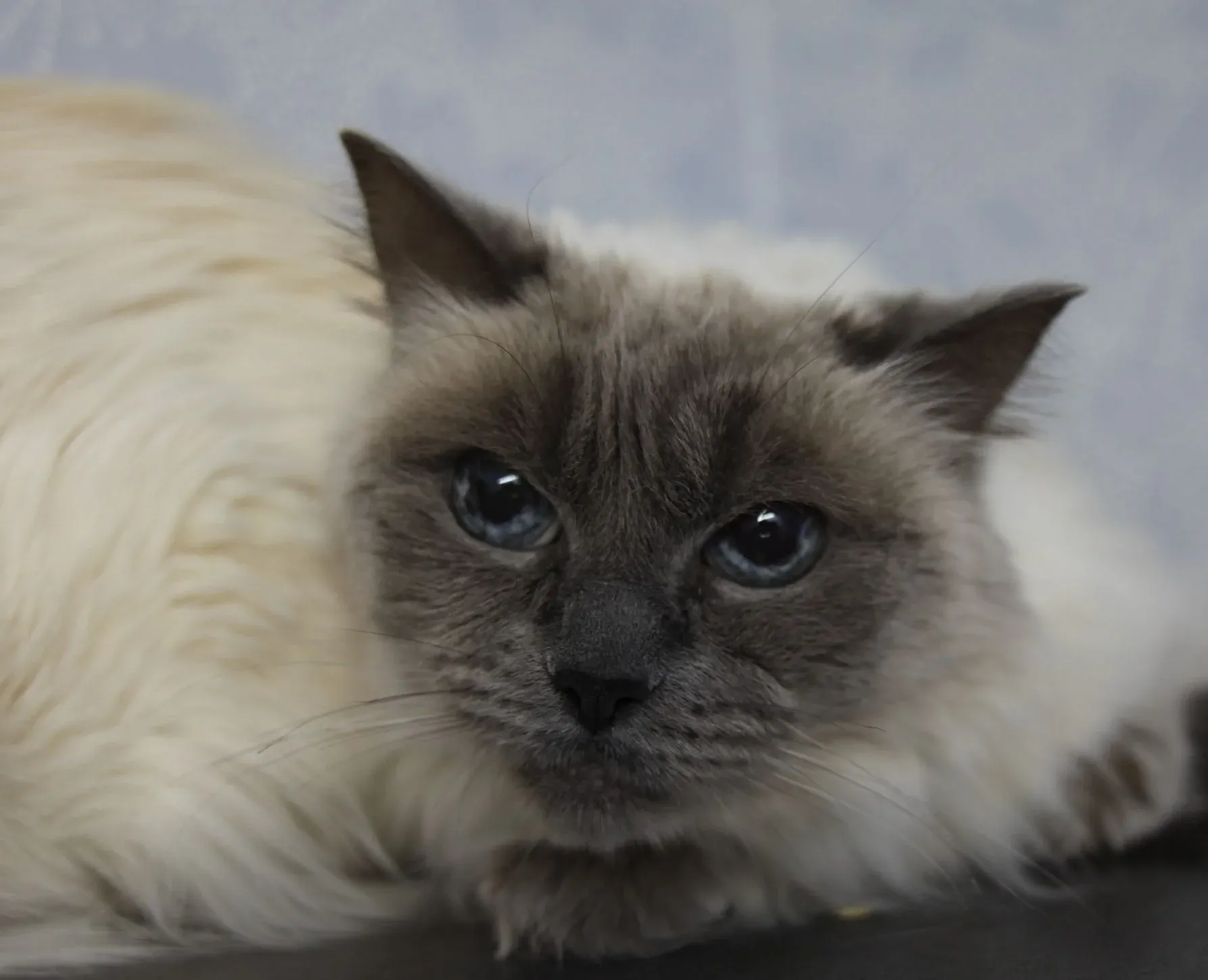 Långhårig katt som ligger på ett hyllplan