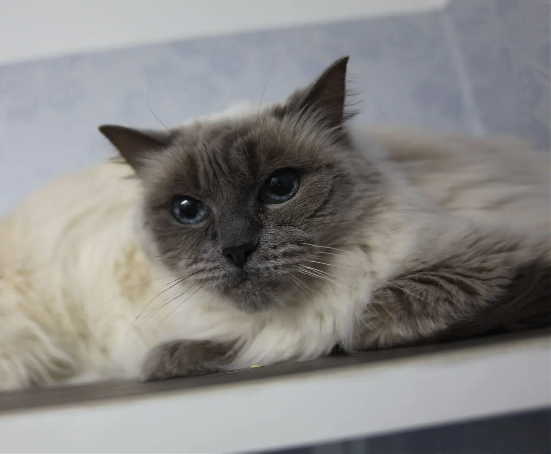 Katt som ligger på ett hyllplan