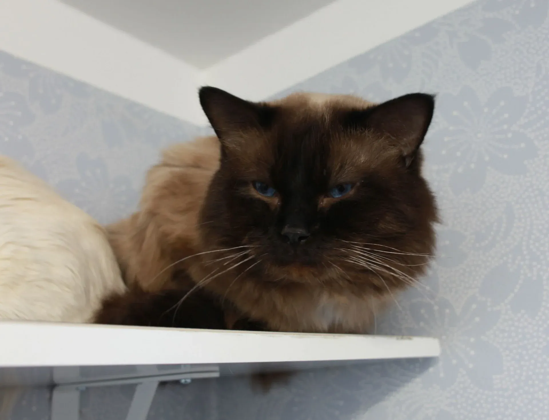 Mörk katt som ligger på ett hyllplan