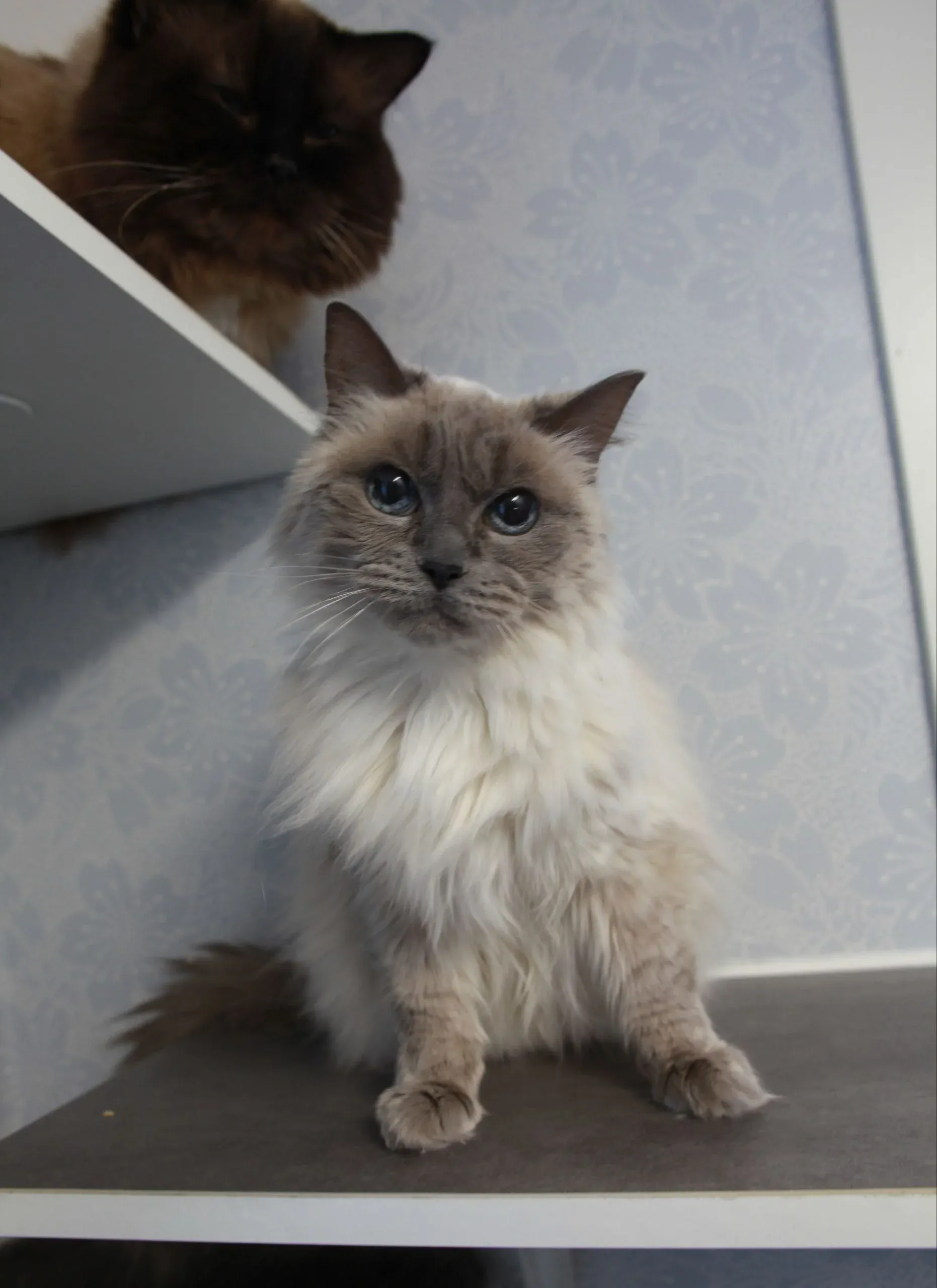 Två katter på hyllplanen i kattrummet