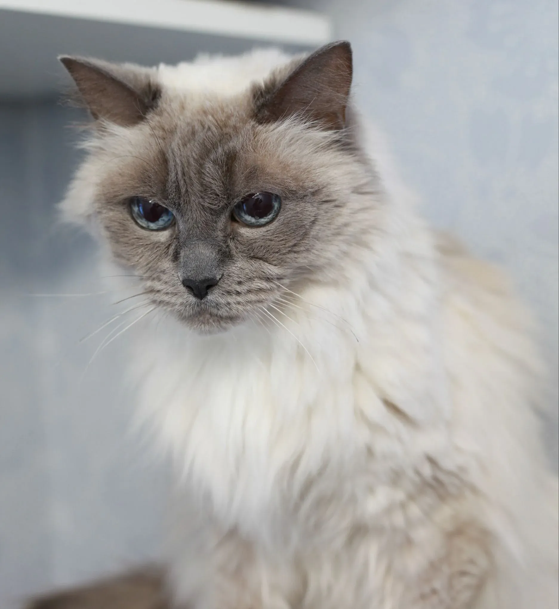 Porträtt av en långhårig katt