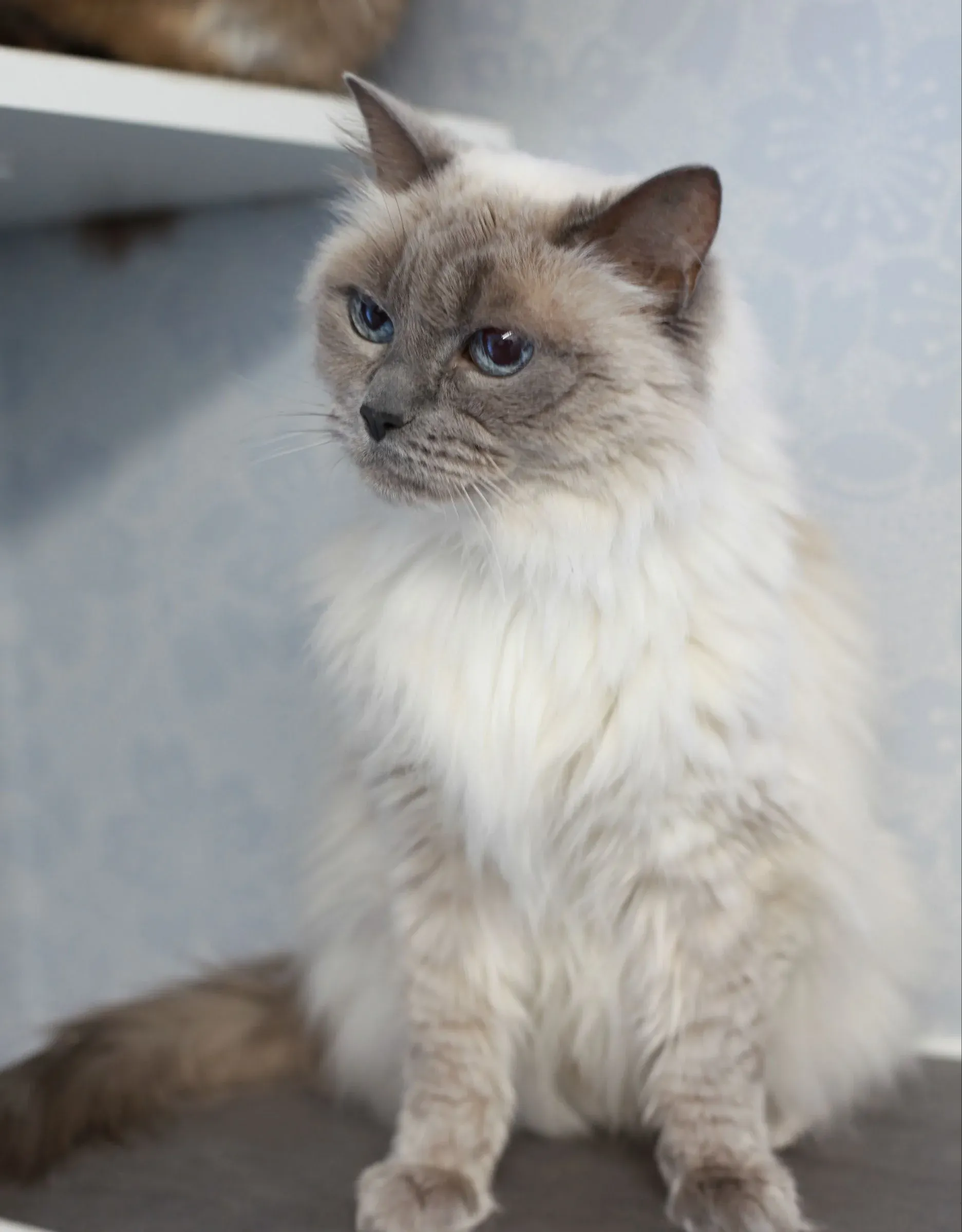 Långhårig katt som sitter upprätt