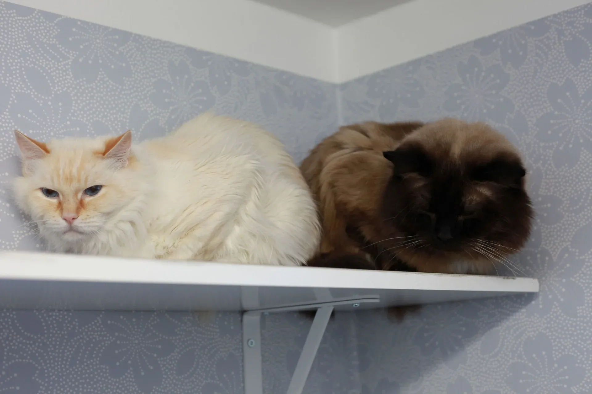 Två katter som vilar på ett hyllplan