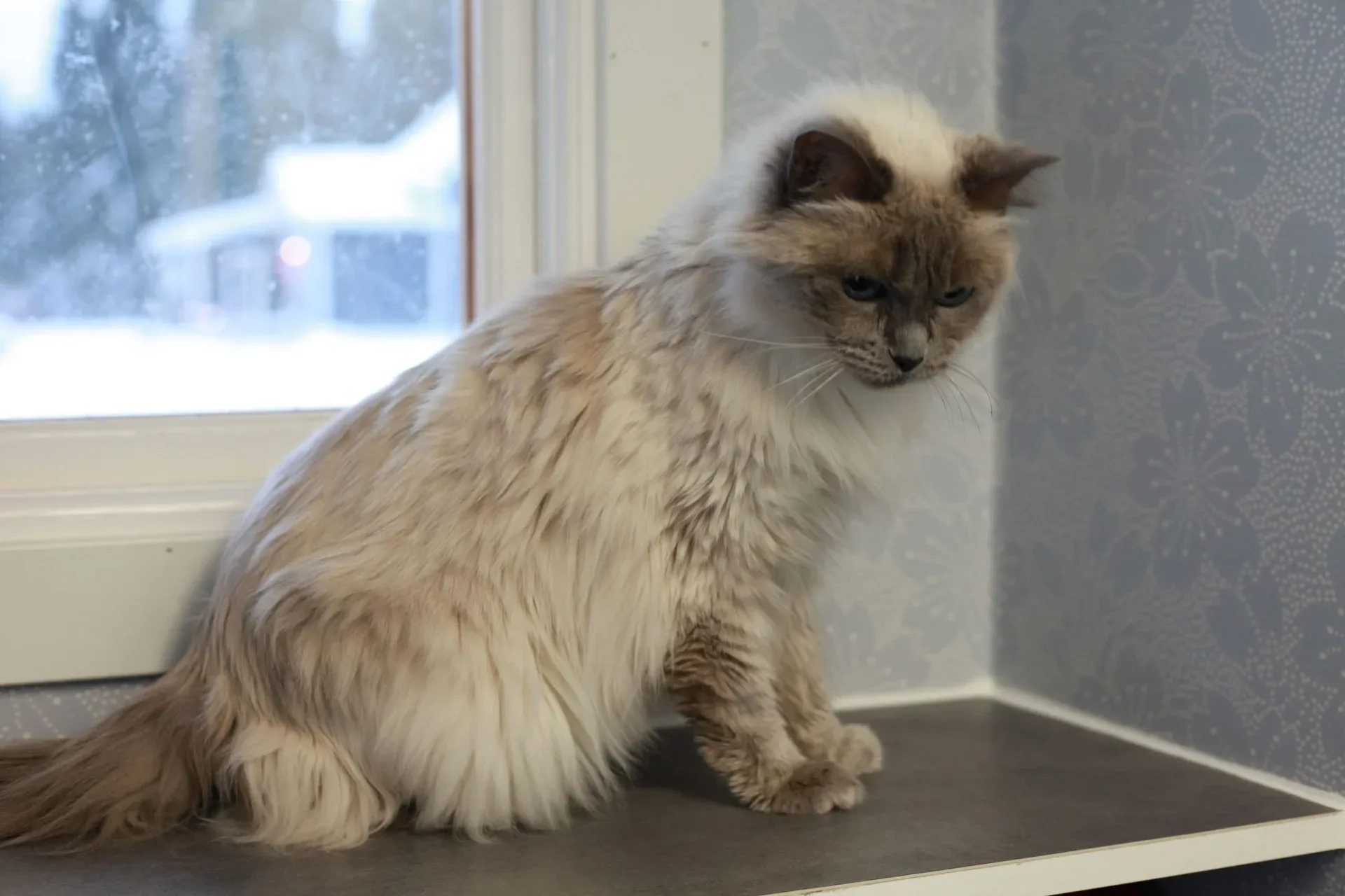 Katt vid fönstret i kattrummet