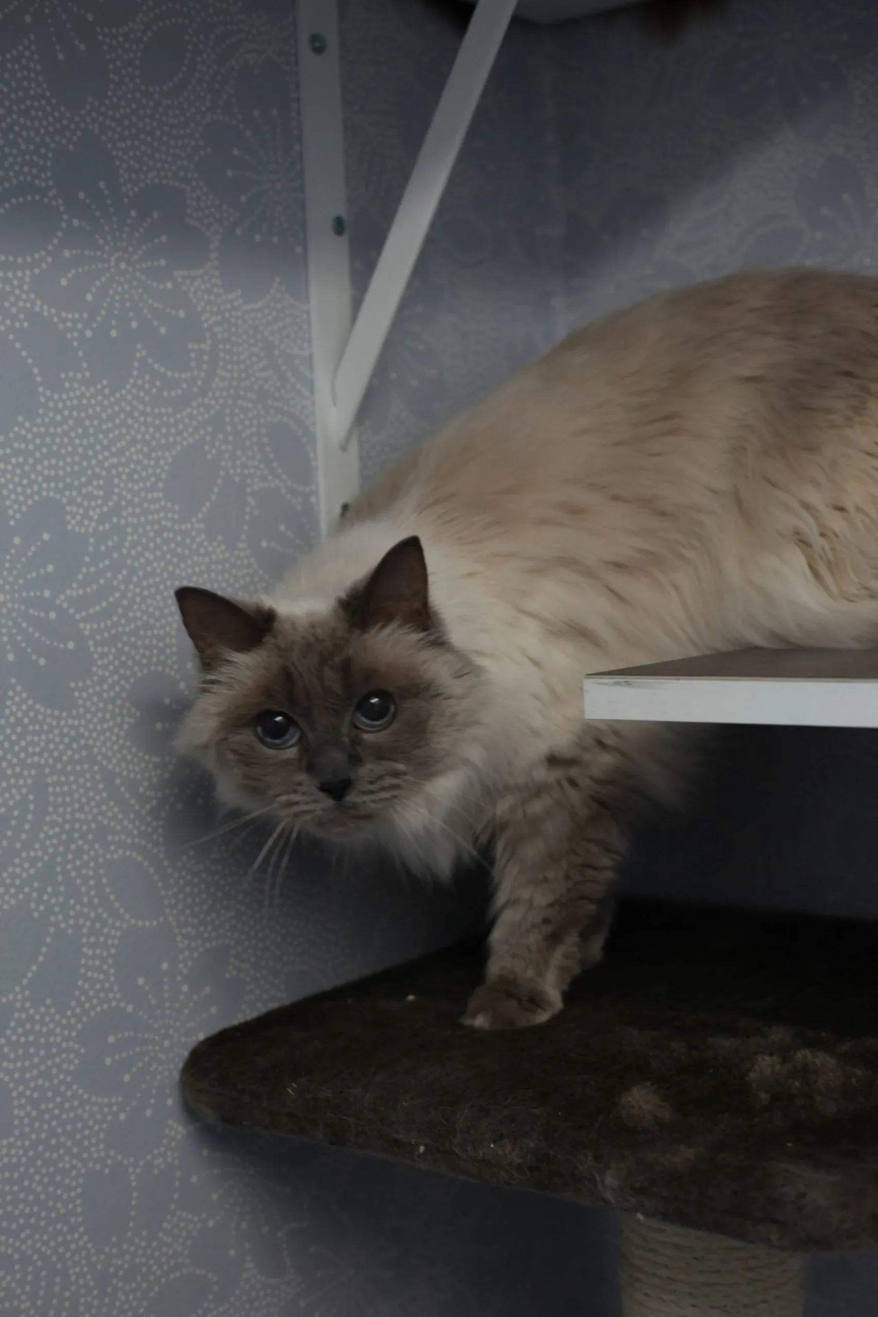 Katt på väg ner från ett hyllplan