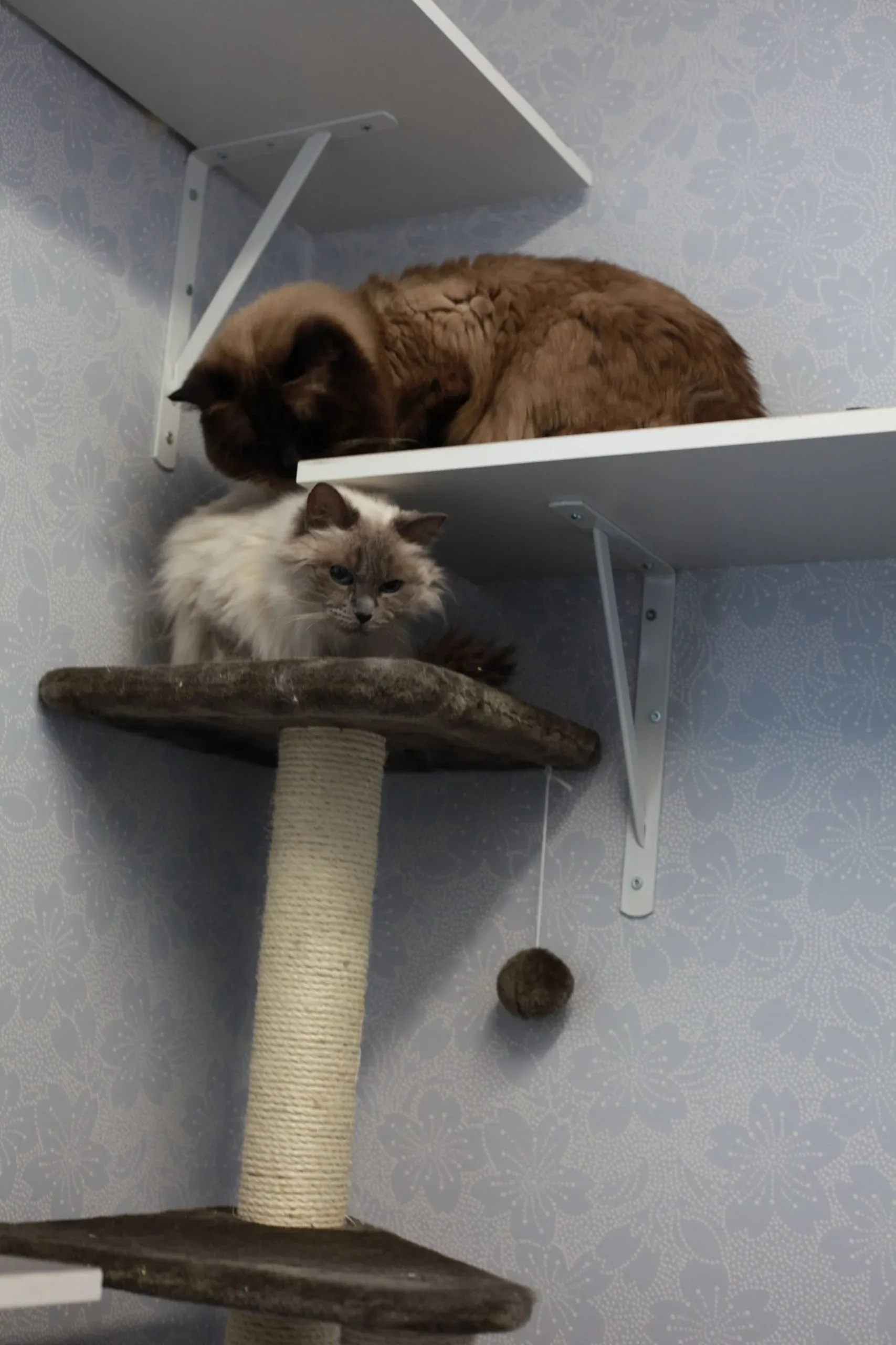 Två katter vid klösträdet