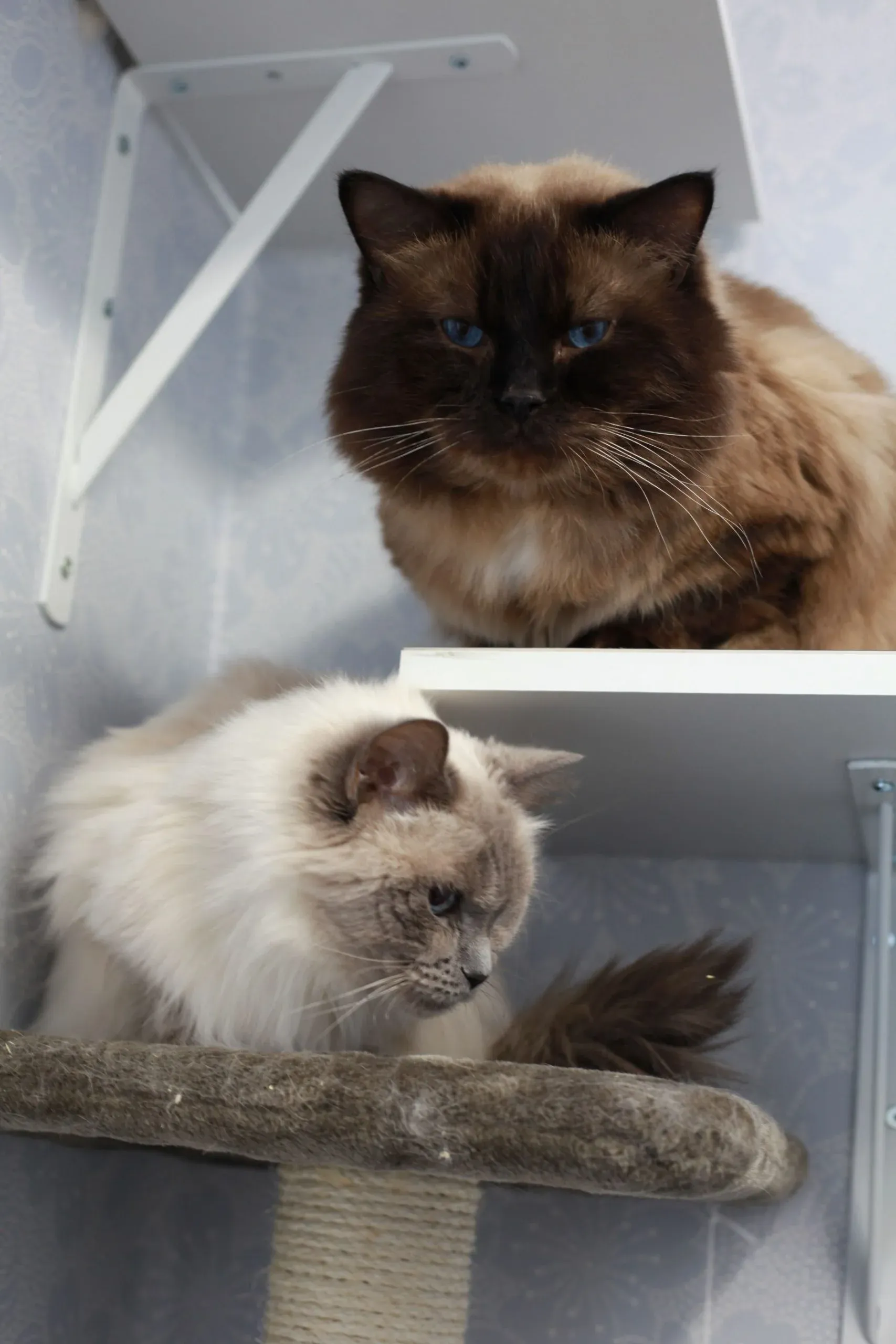 Två katter på klösträdet