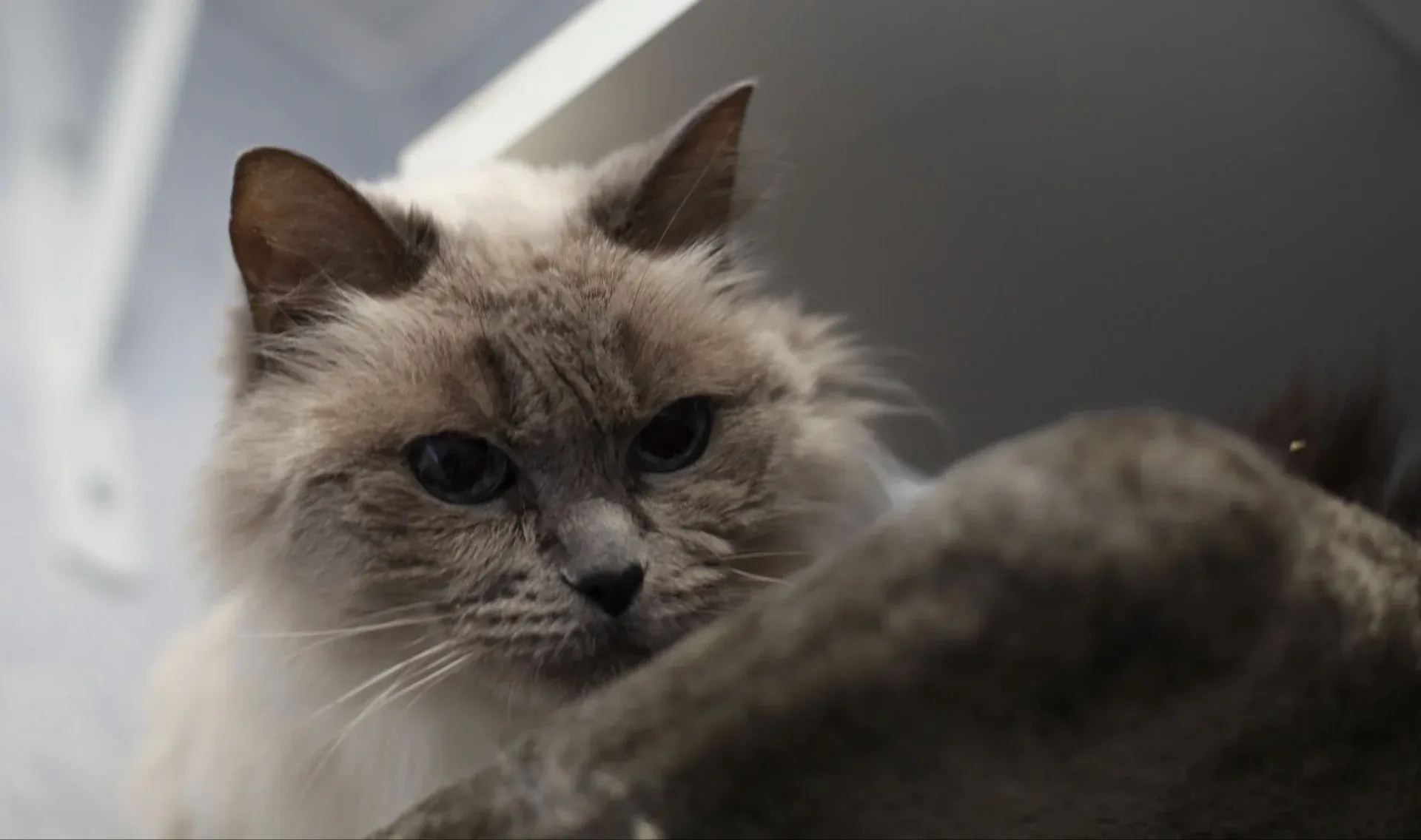 Katt som vilar på klösträdet