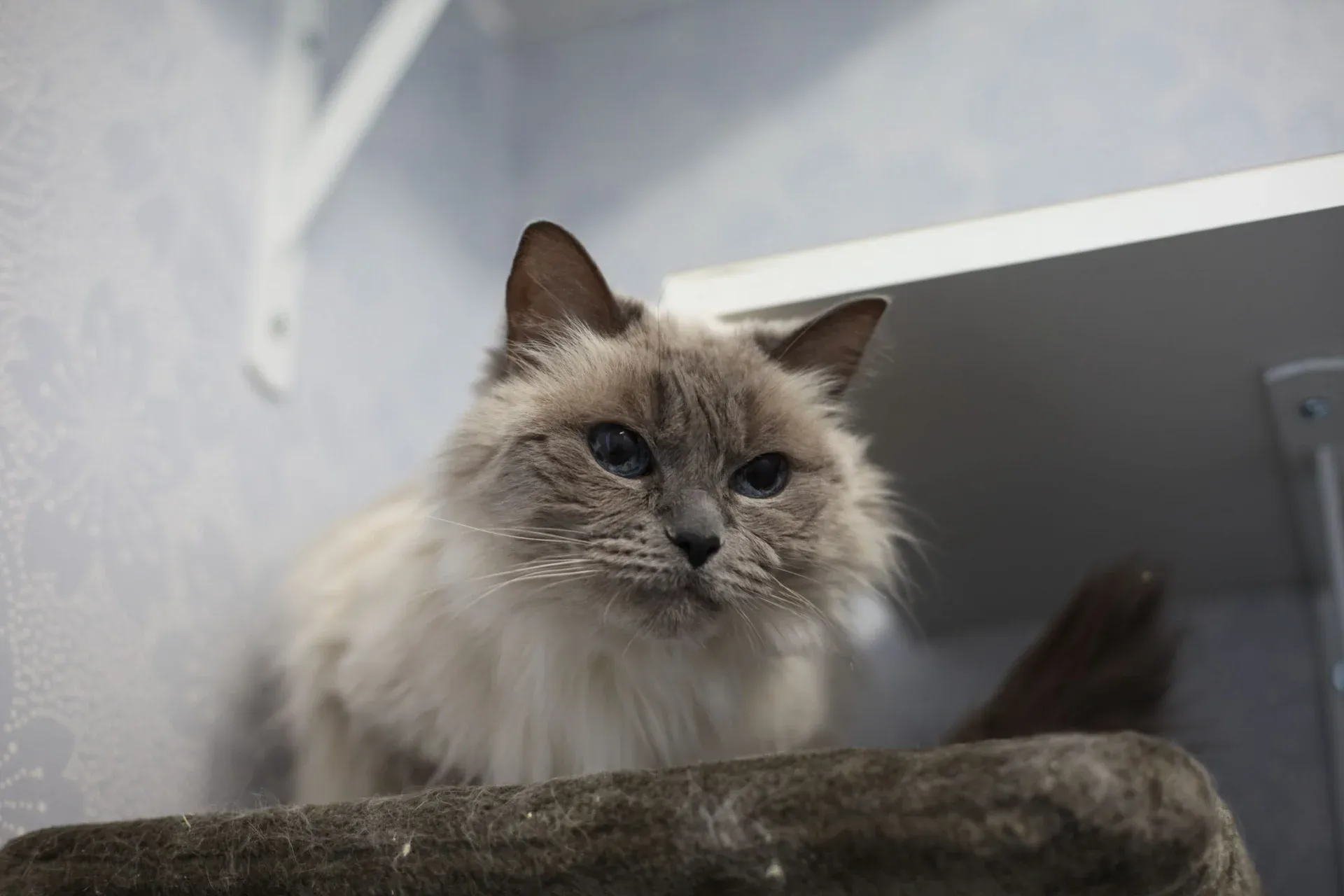 Katt som sitter på klösträdet