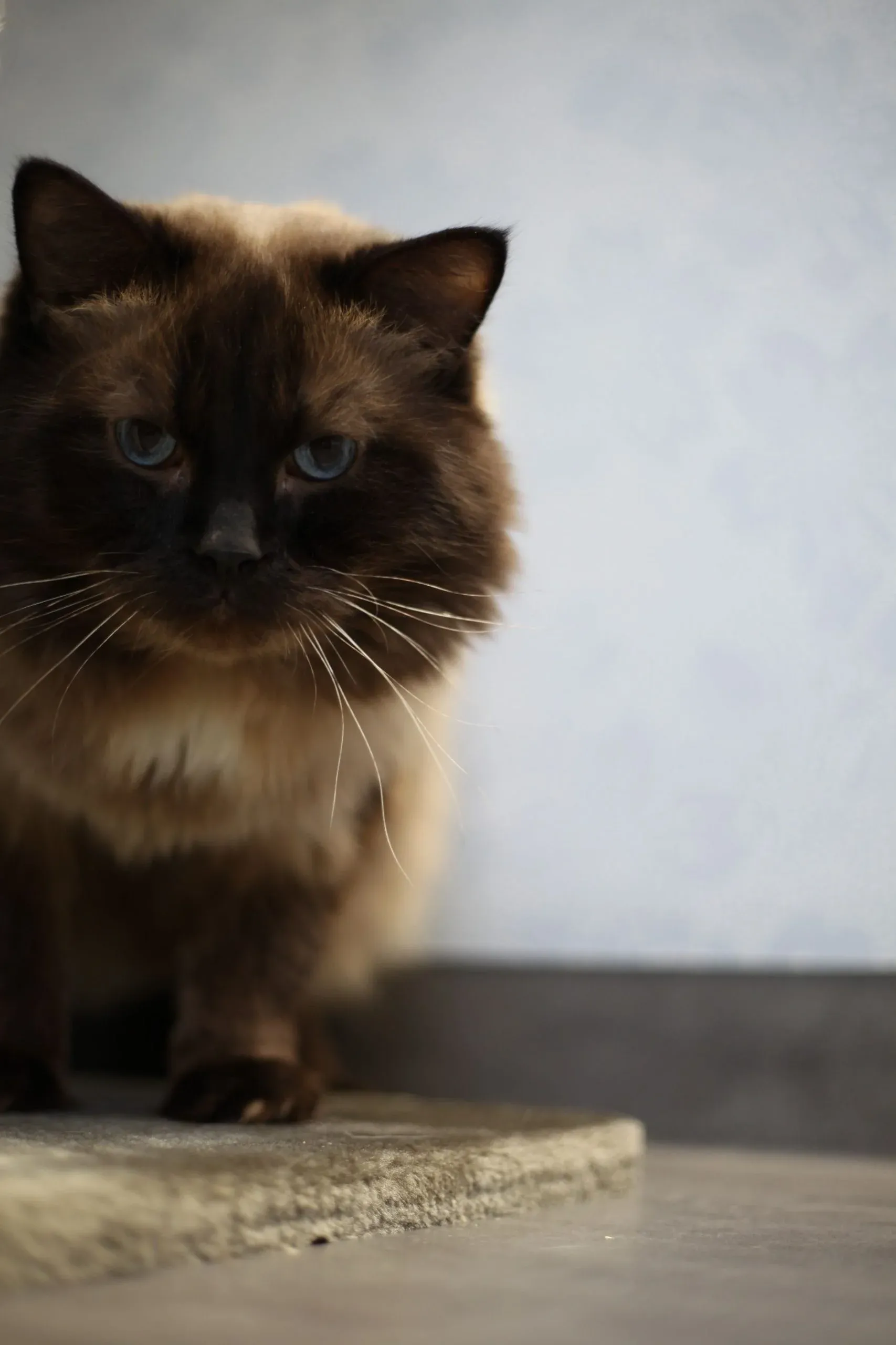 Mörk katt som sitter på golvet