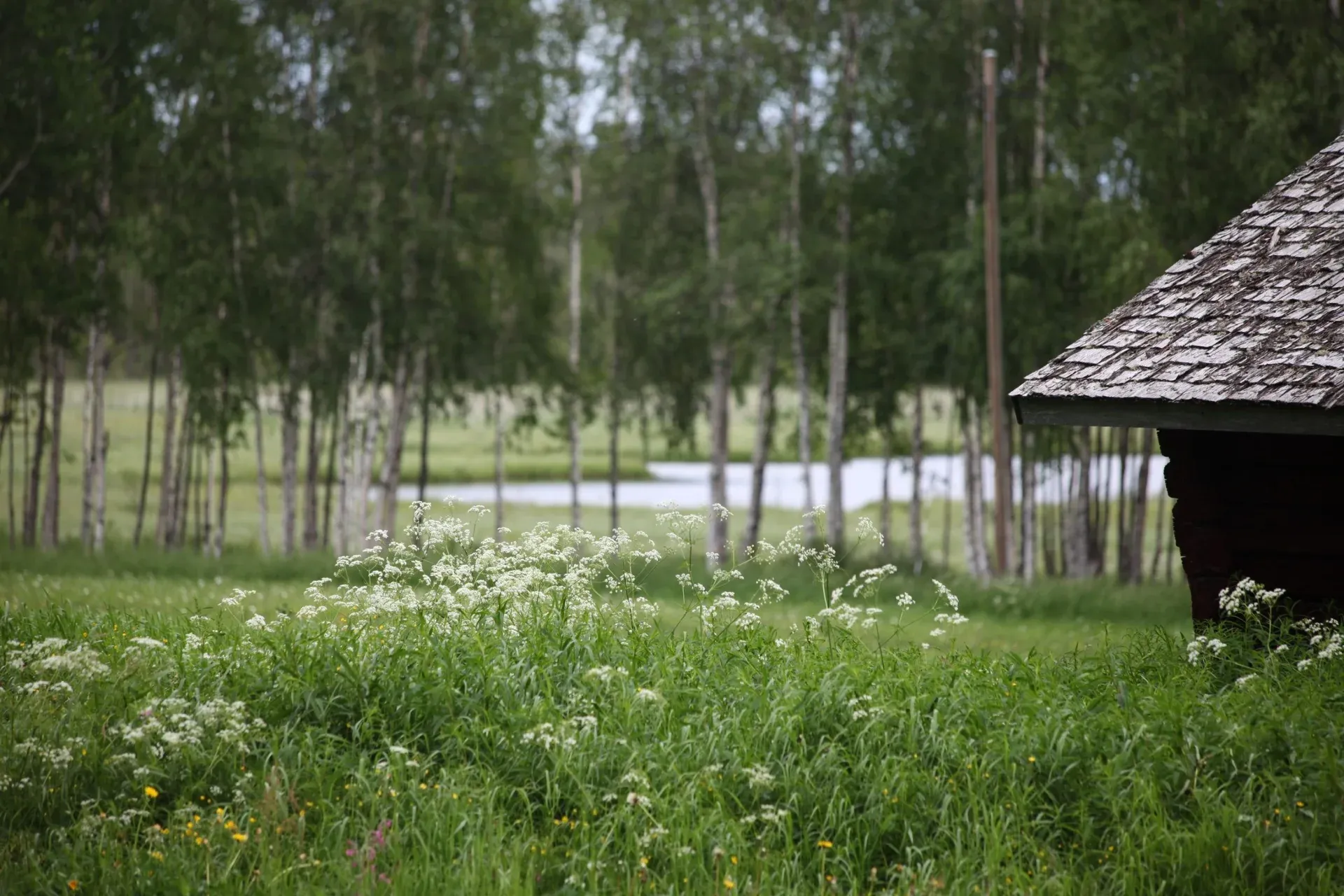 Sommaräng vid skogsbrynet