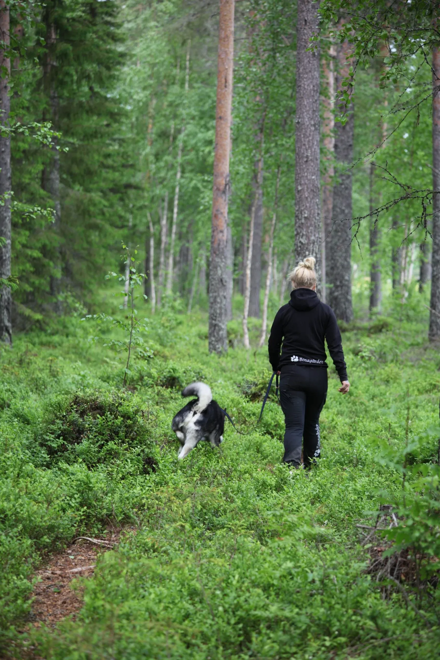 Promenad med hund i tallskogen