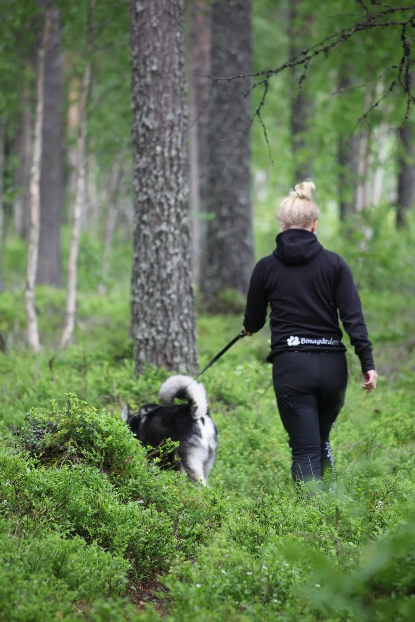 Skogspromenad med en hund i koppel