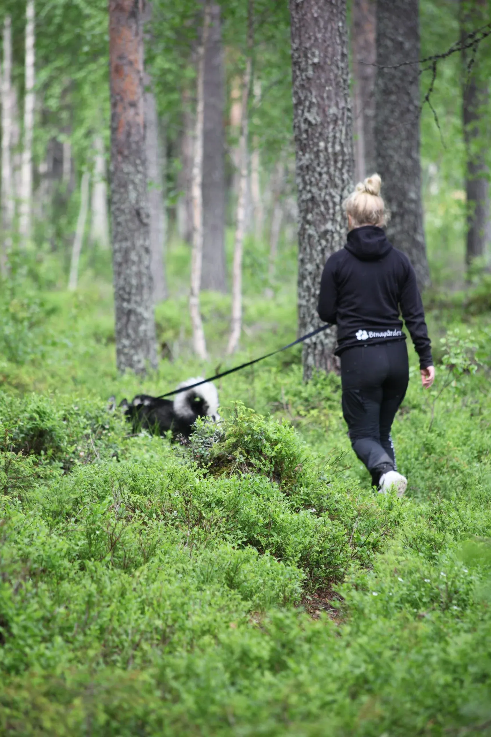 Skogspromenad med en hund i koppel