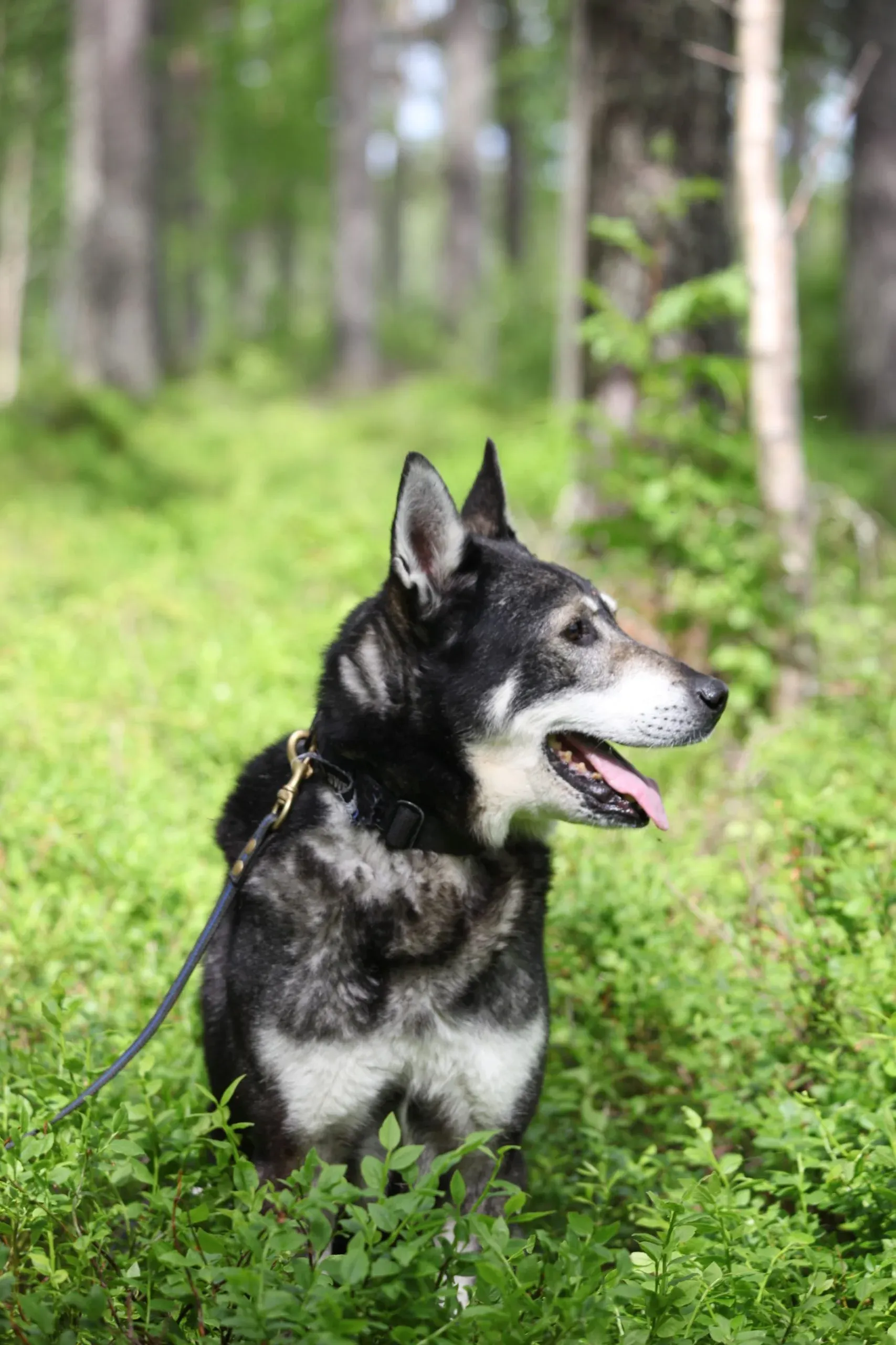 Hund som tittar åt sidan i blåbärsriset