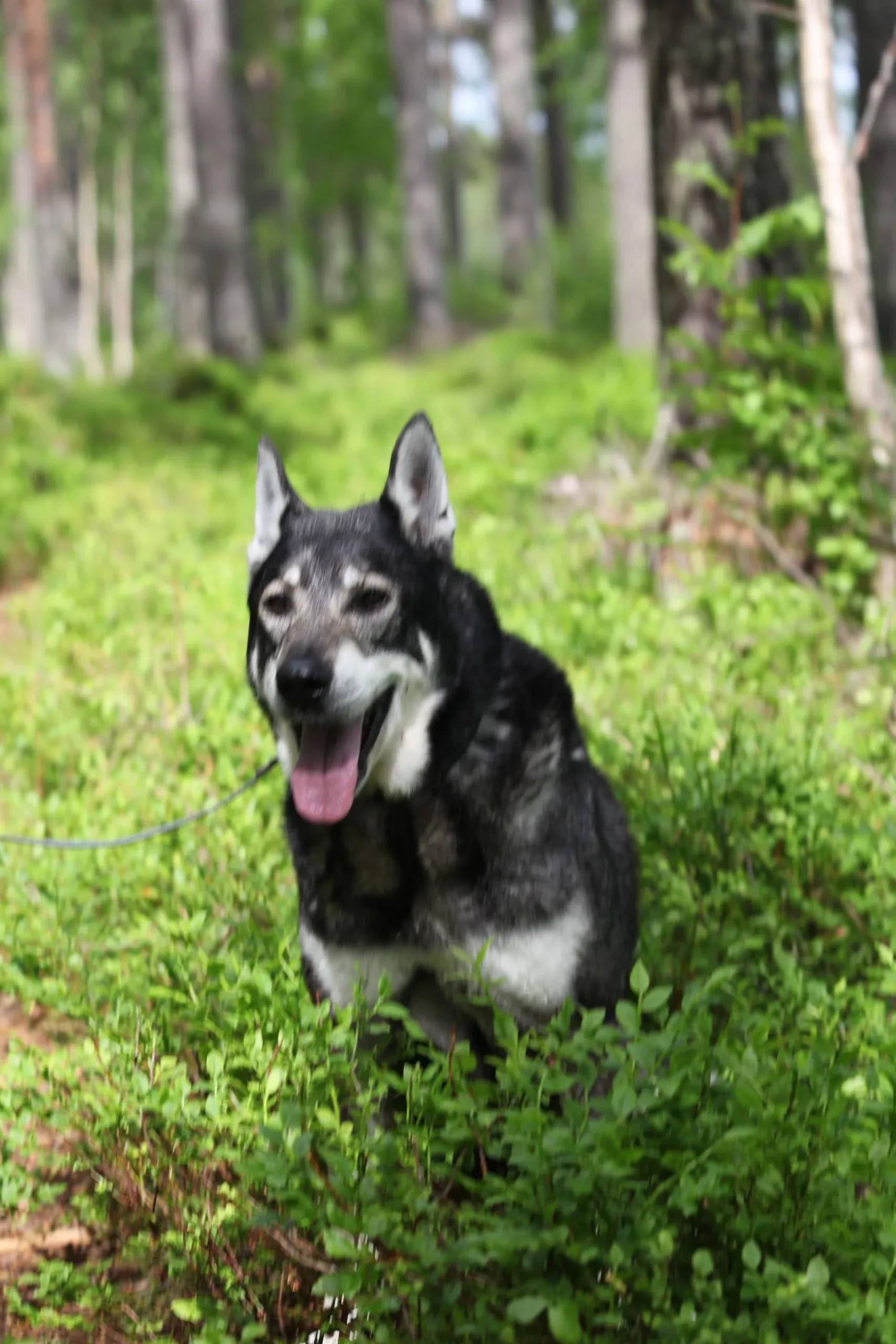 Hund som sitter i blåbärsriset