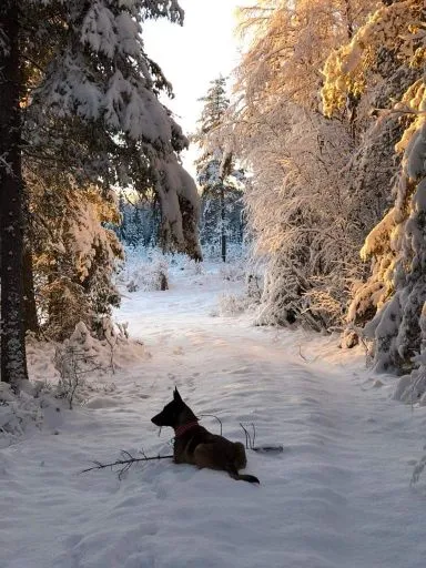 Hund på en snöig skogsväg