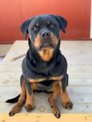 Rottweiler framför den röda väggen