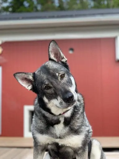 Hund framför pensionatets röda byggnad