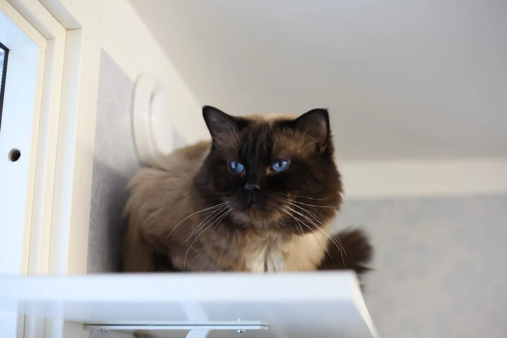 Mörk katt på ett hyllplan