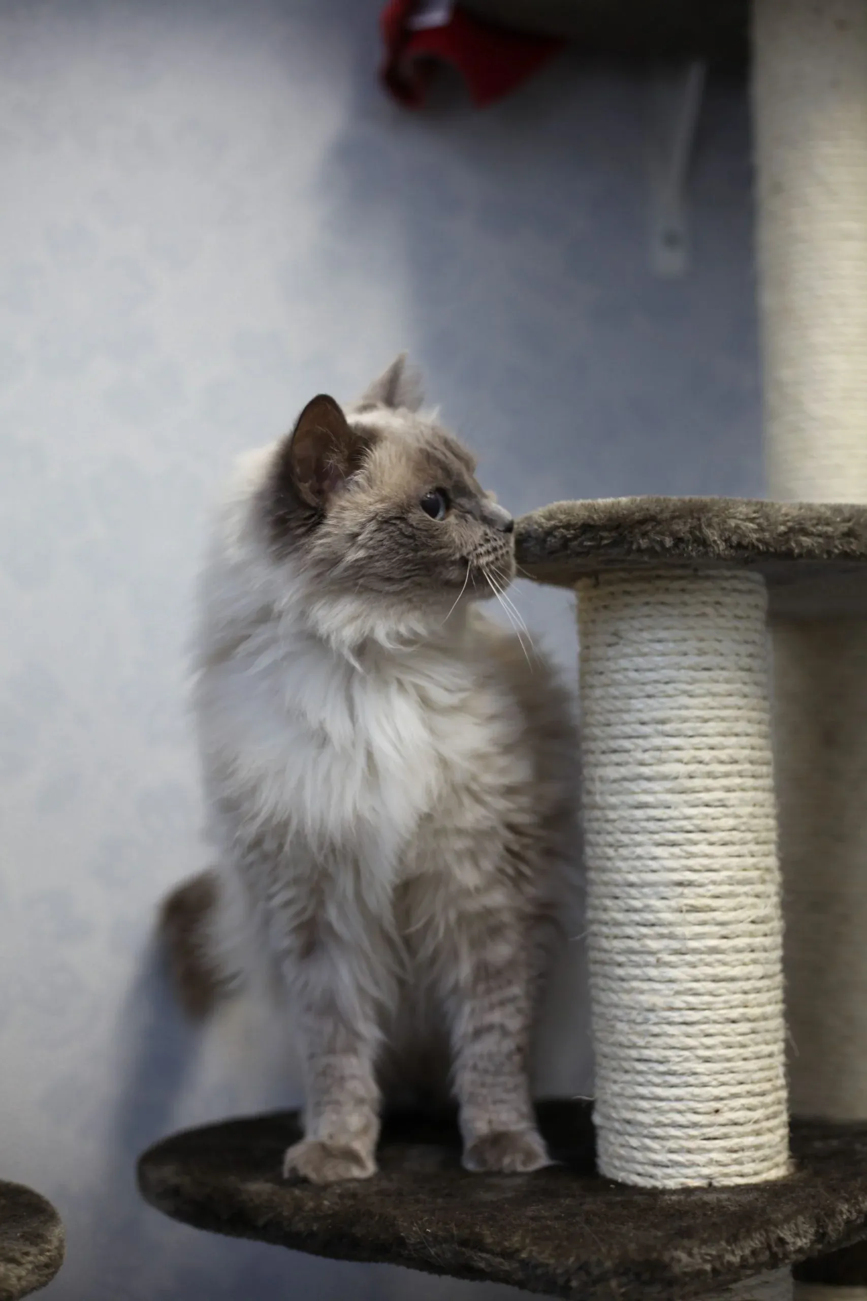 Katt bredvid klösträdet
