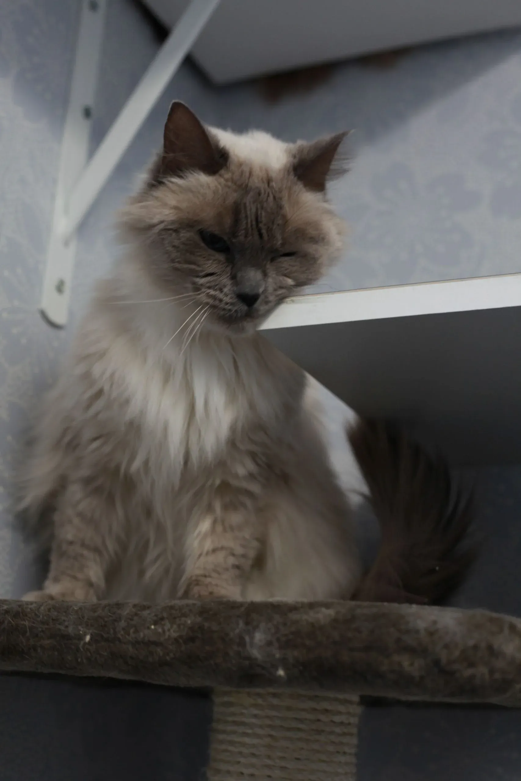 Katt som sitter på klösträdet