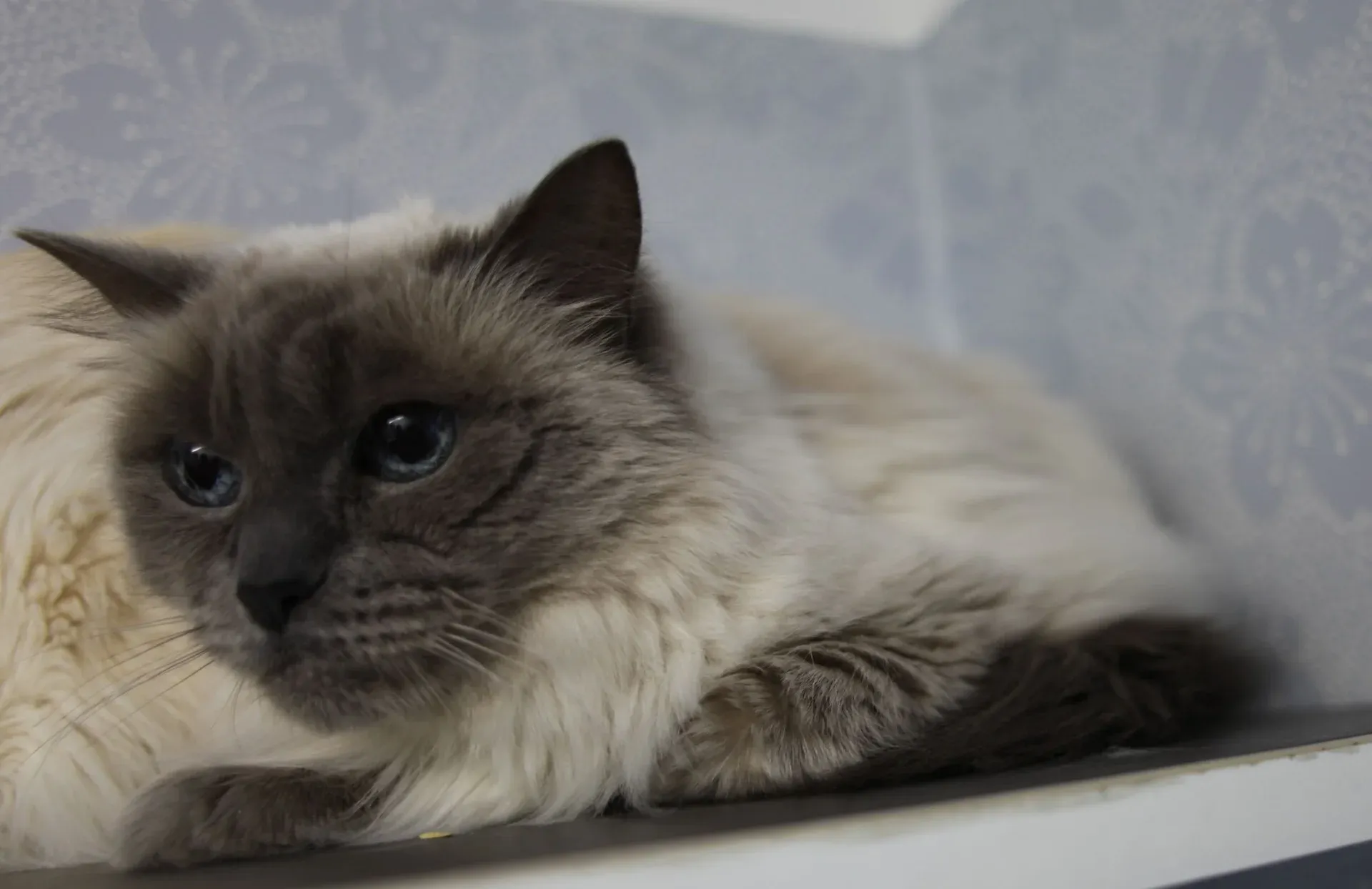 Långhårig katt som ligger och vilar